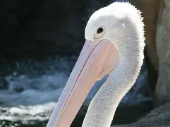 jiuyou-风云突变新奥尔良鹈鹕冲刺阶段篮板制胜浓眉哥与80激战日本队分钟，现场解说直呼：犹他爵士今晨伤情更新